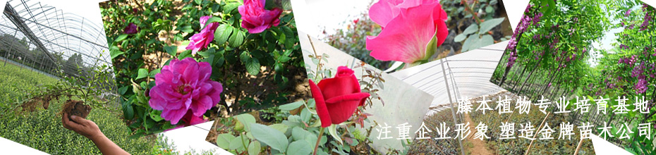花卉灌木類
