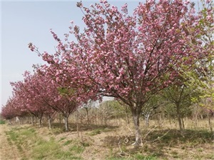 櫻花樹